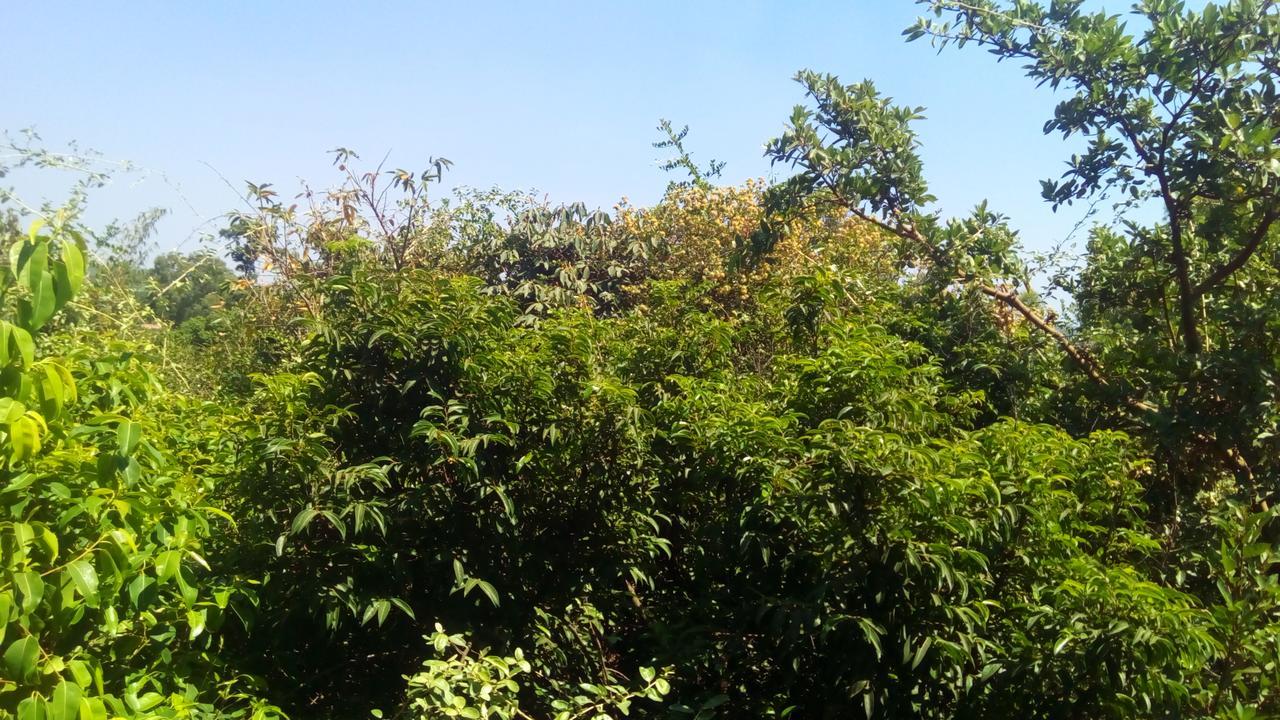 Hotel Tree Top Mahābaleshwar Buitenkant foto